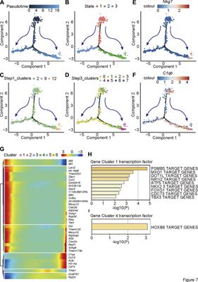 Inhibition of BCL9 Modulates the Cellular Landscape of Tumor-Associated Macrophages in the Tumor Immune Microenvironment of Colorectal Cancer